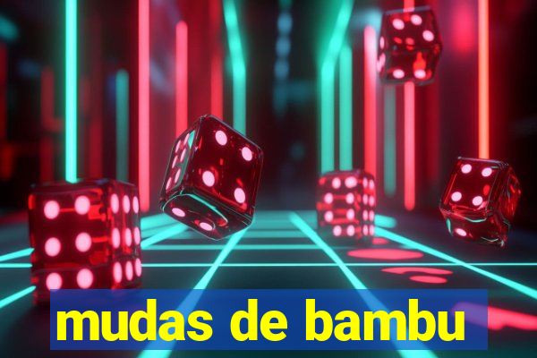 mudas de bambu